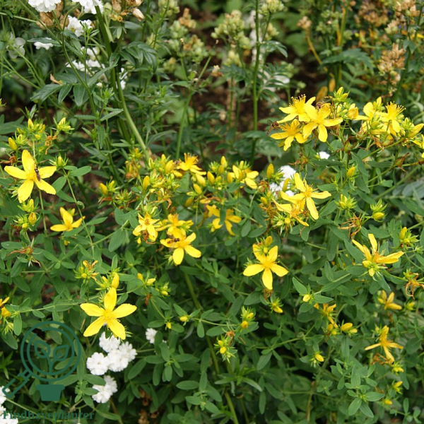 Hypericum perforatum, Perikon