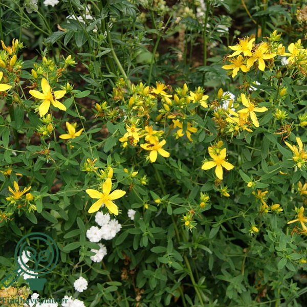 Hypericum perforatum, Perikon
