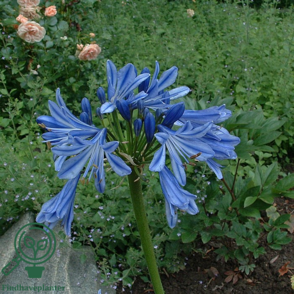 Agapanthus africanus