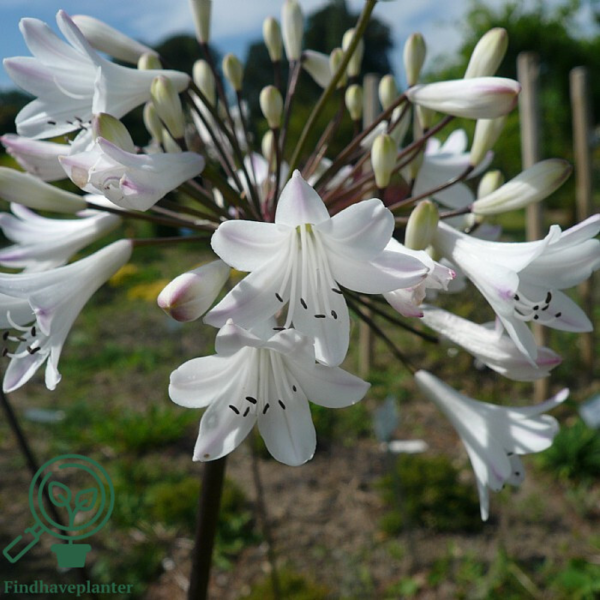Agapanthus africanus 'Albus'
