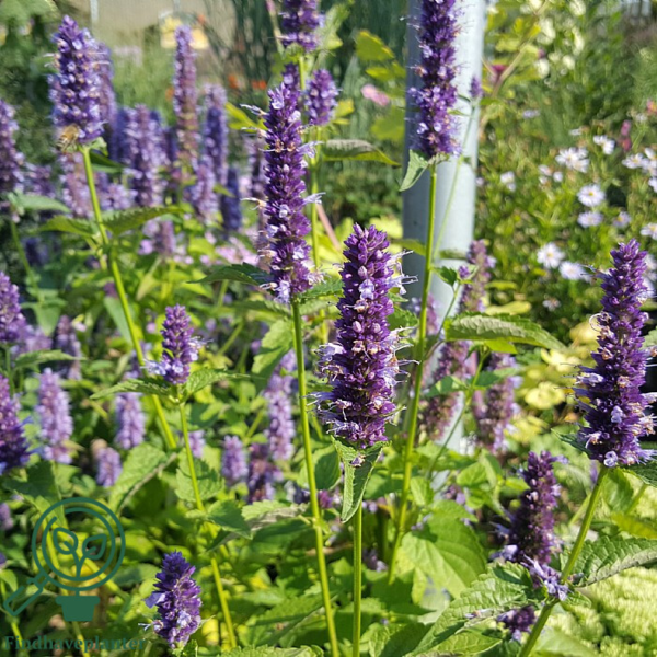 Agastache 'Black Adder'
