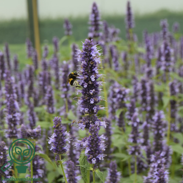 Agastache 'Black Adder'