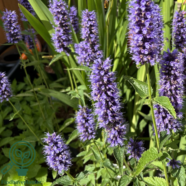Agastache 'Black Adder'