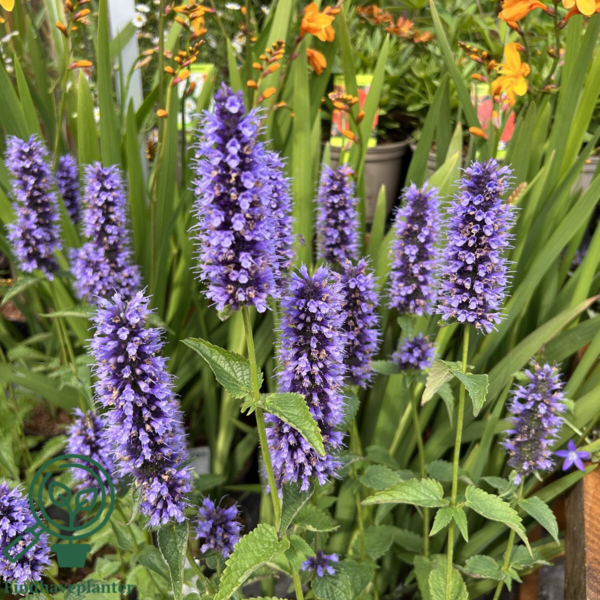 Agastache 'Black Adder'