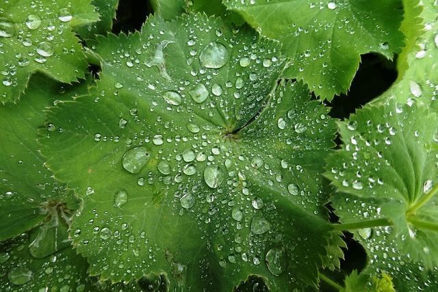 Alchemilla mollis, løvefod