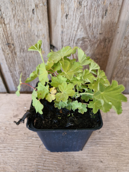 Alchemilla mollis, Løvefod