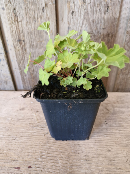 Alchemilla mollis, Løvefod