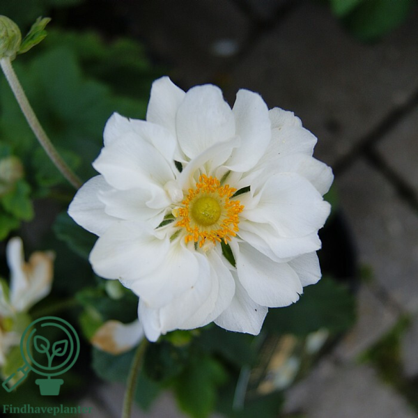 Anemone hybrida 'Whirlwind', Anemone