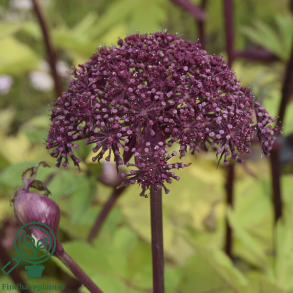 Angelica gigas, Rød Kvan