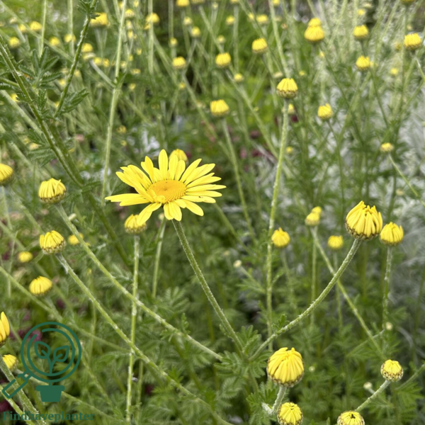 Anthemis hyb. 'E.C. Buxton', Gåseurt