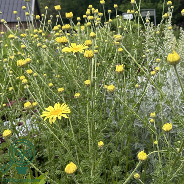 Anthemis hyb. 'E.C. Buxton', Gåseurt
