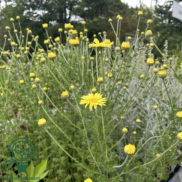 Anthemis hyb. 'E.C. Buxton', Gåseurt