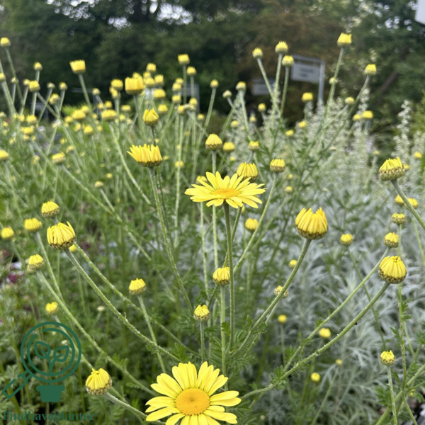 Anthemis hyb. 'E.C. Buxton', Gåseurt
