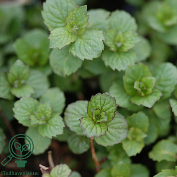 Mentha spicata (Grøn Mynte), Mynte
