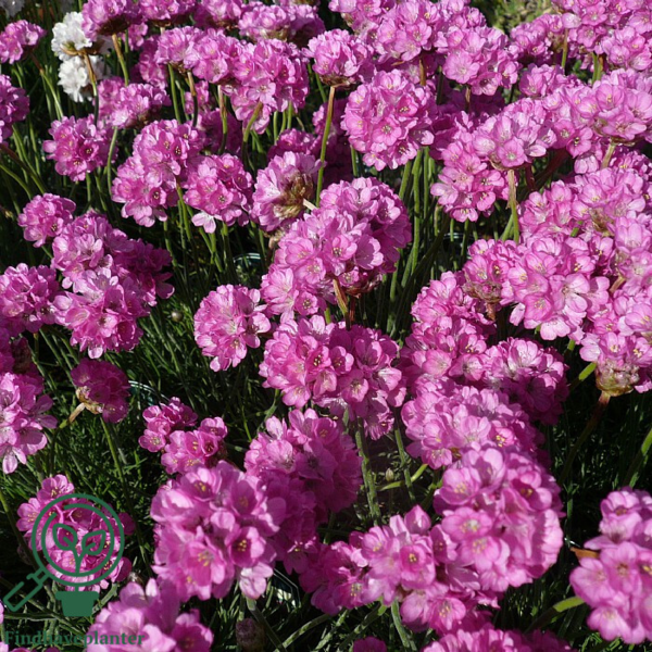 Armeria maritima 'Splendens', Engelsk Græs