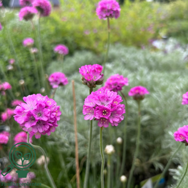 Armeria maritima 'Splendens', Engelsk Græs