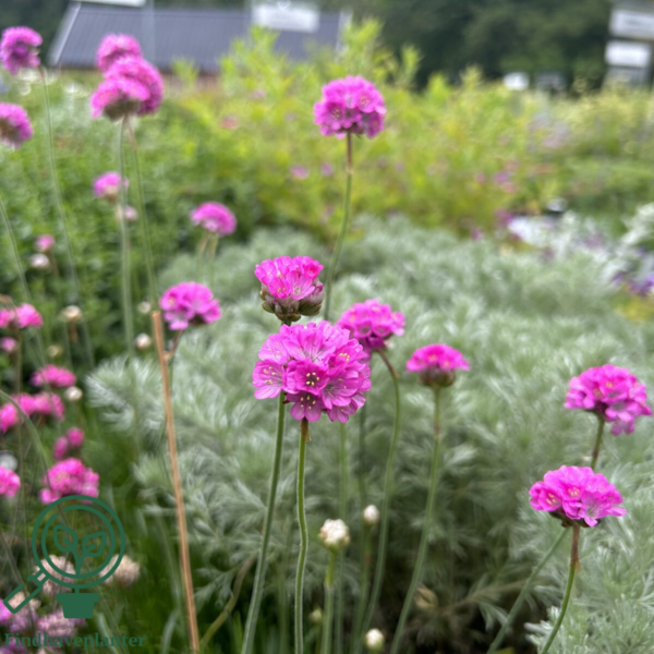 Armeria maritima 'Splendens', Engelsk Græs