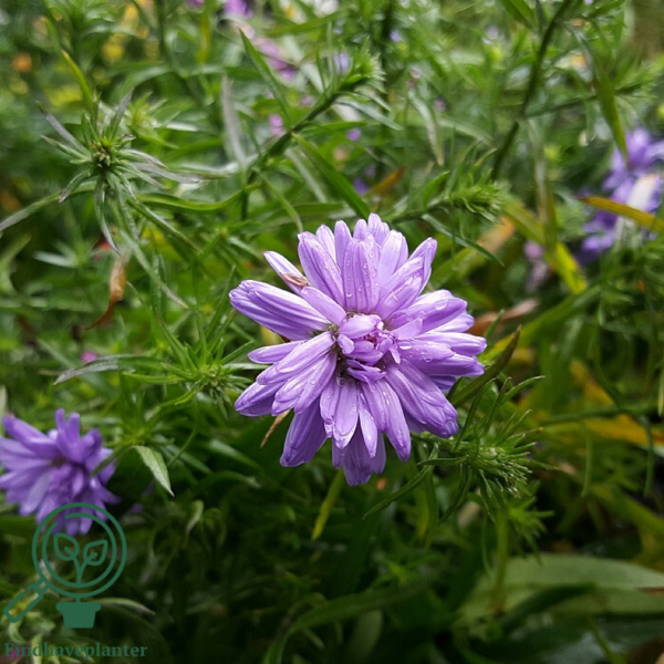 Aster dumosus. 'Lady in Blue', Pudeasters