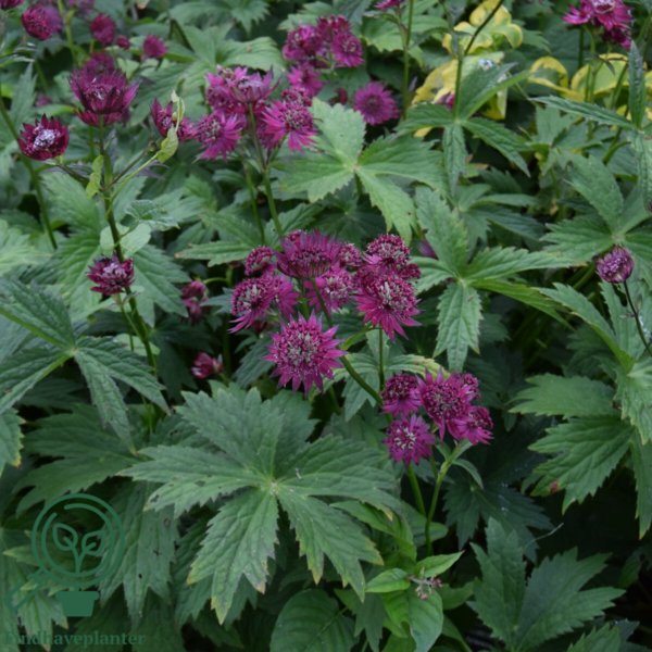 Astrantia major 'Claret'