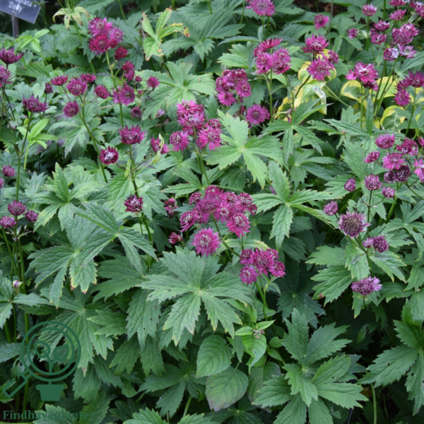 Astrantia major 'Claret'