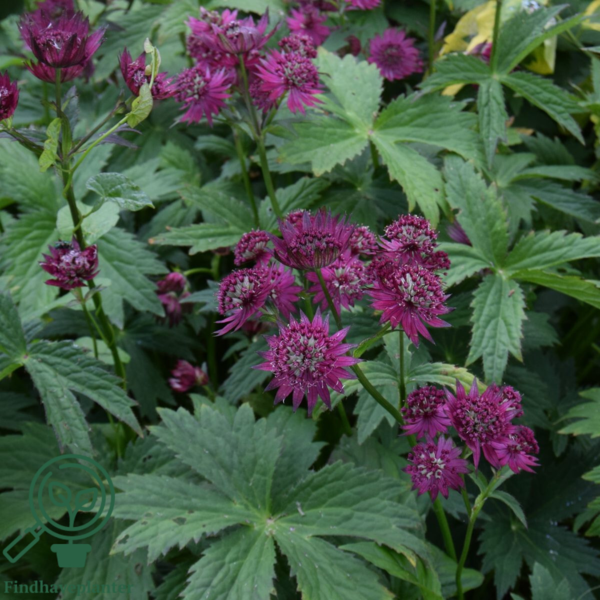 Astrantia major 'Claret'