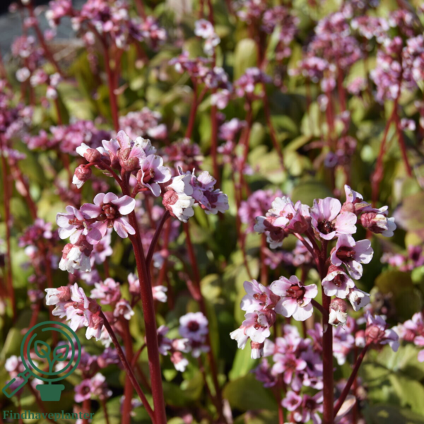 Bergenia 'Silberlicht'