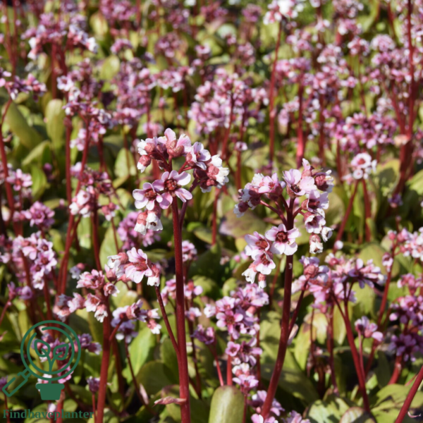 Bergenia 'Silberlicht'