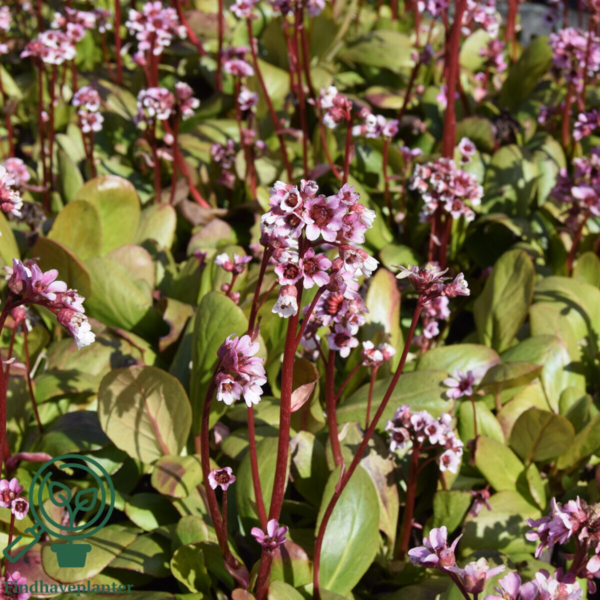 Bergenia 'Silberlicht'