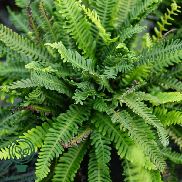 Blechnum spicant, Almindelig kambregne