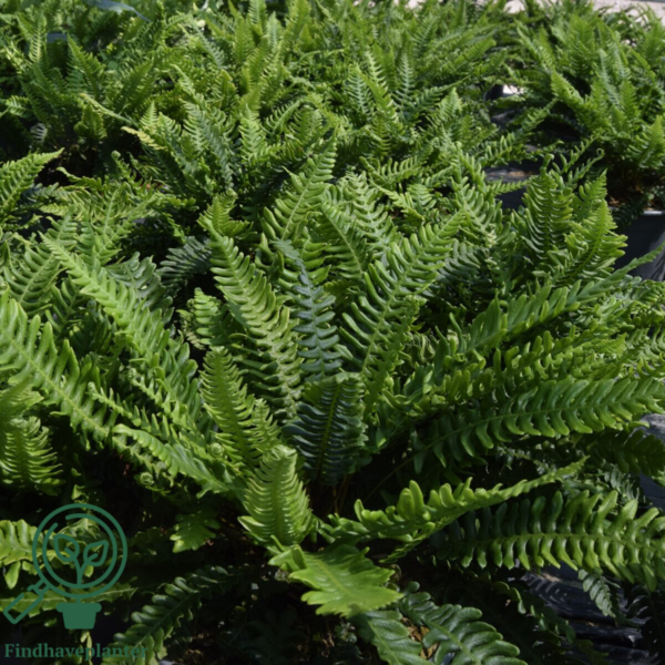 Blechnum spicant, Almindelig kambregne