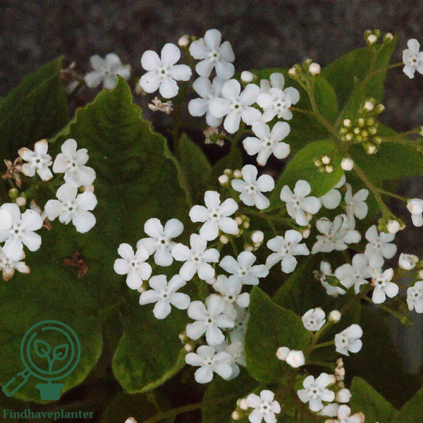 Brunnera macrophylla 'Betty Bowring'