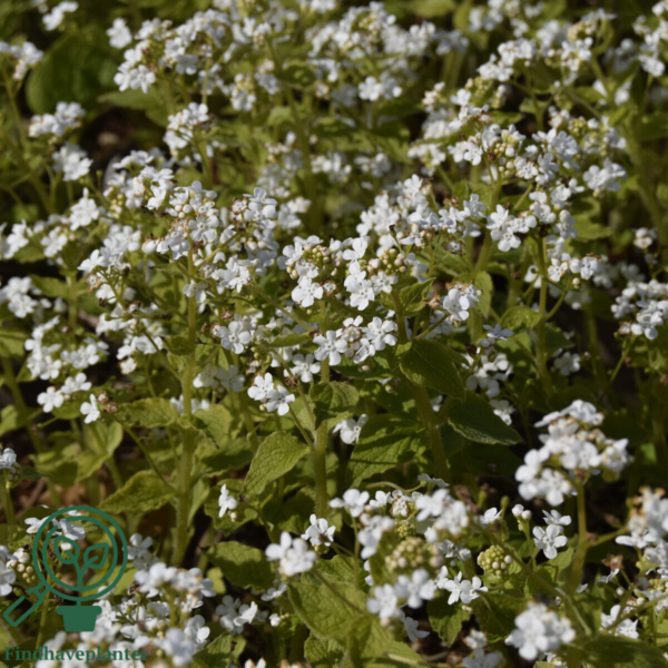 Brunnera macrophylla 'Betty Bowring'