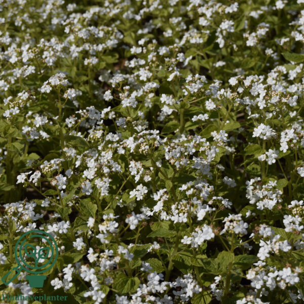 Brunnera macrophylla 'Betty Bowring'