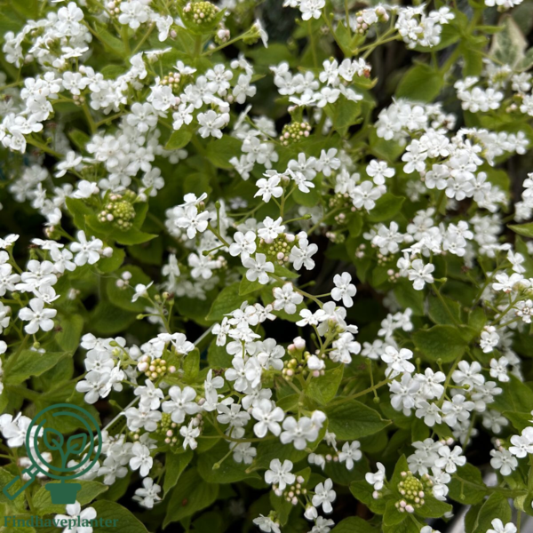 Brunnera macrophylla 'Betty Bowring'