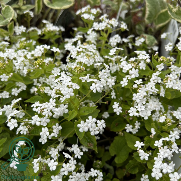 Brunnera macrophylla 'Betty Bowring'