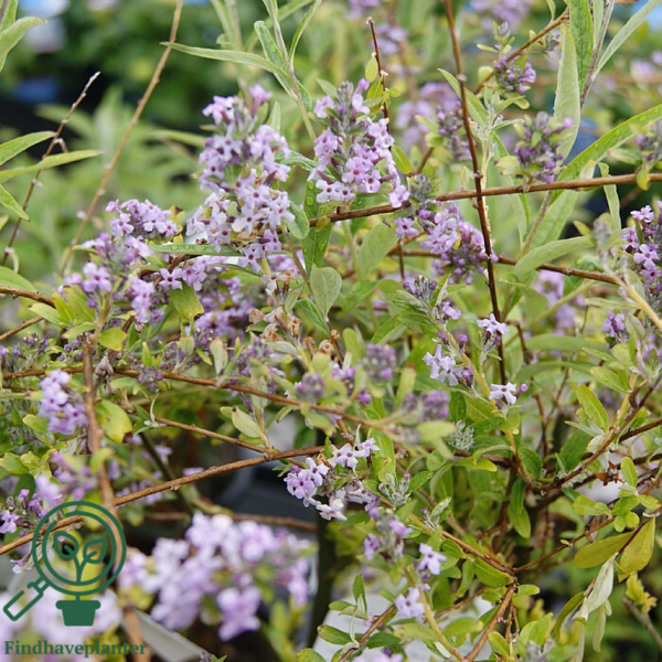 Buddleja alternifolia, Småbladet sommerfulgebusk