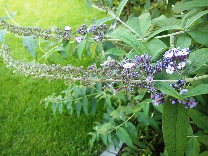 Buddleja alternifolia, Småbladet sommerfulgebusk