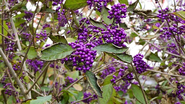 Callicarpa bodinieri 'Profusion', Glasbær