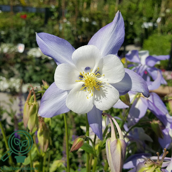 Aquilegia caerulea 'Blue Star', Akeleje