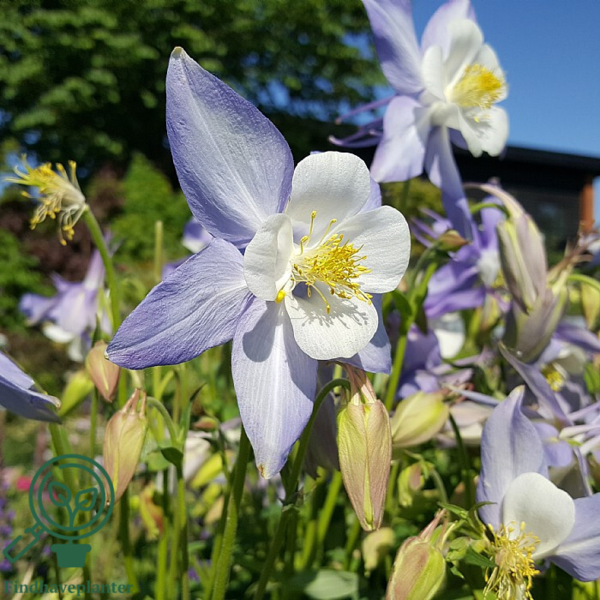 Aquilegia caerulea 'Blue Star', Akeleje