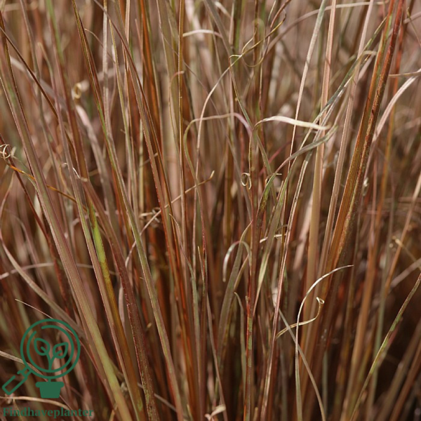 Carex buchananii, Star