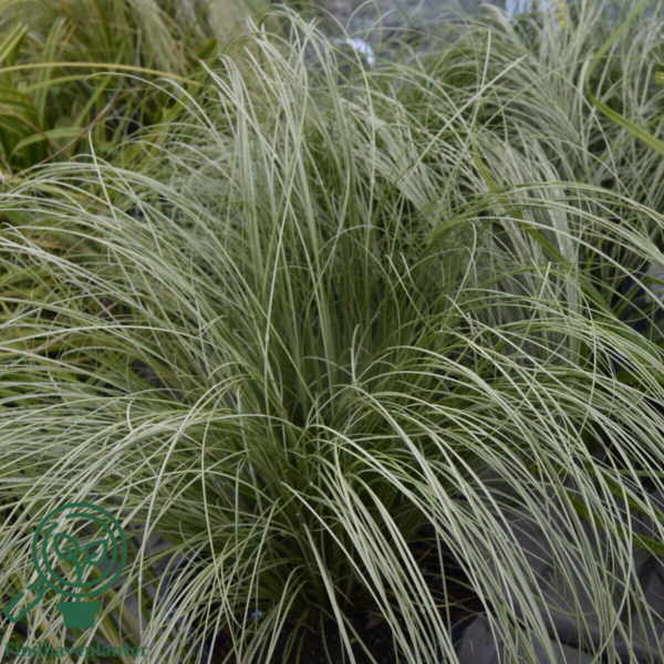Carex comans 'Frosted Curls', Star