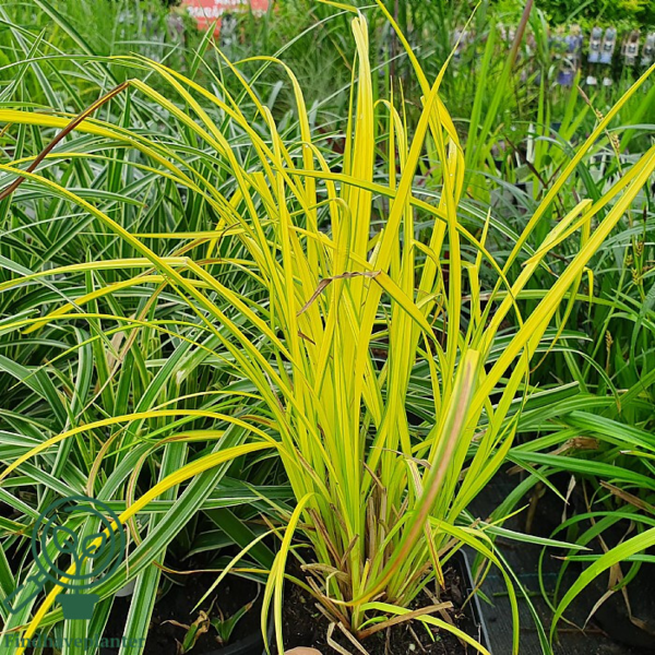 Carex elata 'Aurea', star