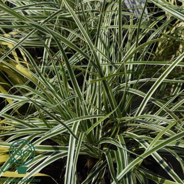 Carex 'Silver Sceptre', Star