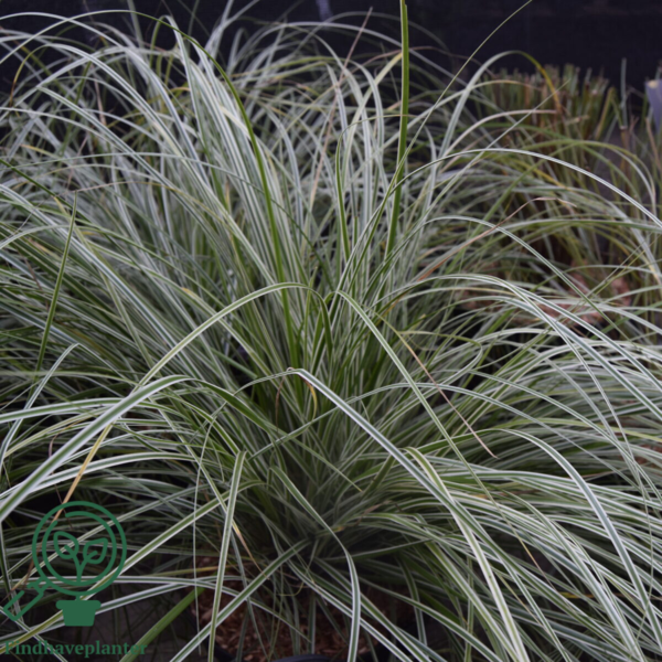 Carex 'Silver Sceptre', Star