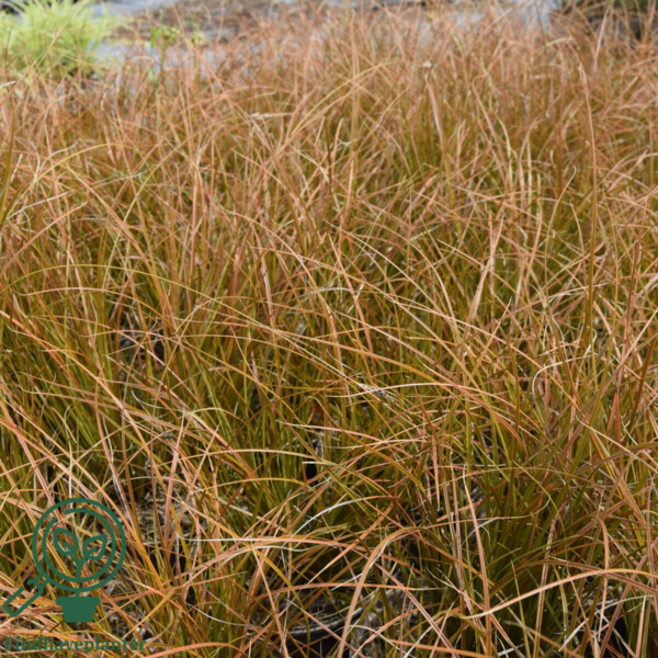 Carex testacea 'Prairie Fire', Star