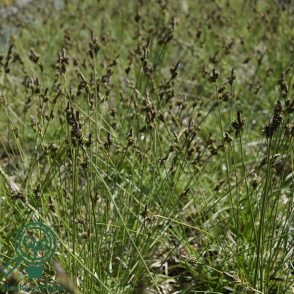 Carex testacea 'Prairie Fire', Star