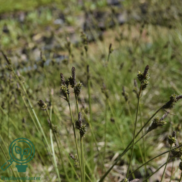 Carex testacea 'Prairie Fire', Star