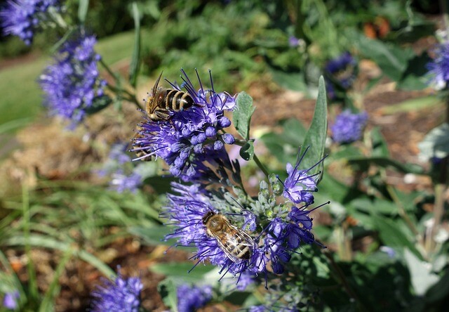 Caryopteris clandonensis 'Grand Bleu', Blåskæg