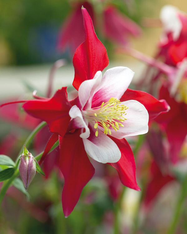 Aquilegia caerulea 'Rotstern', Akeleje